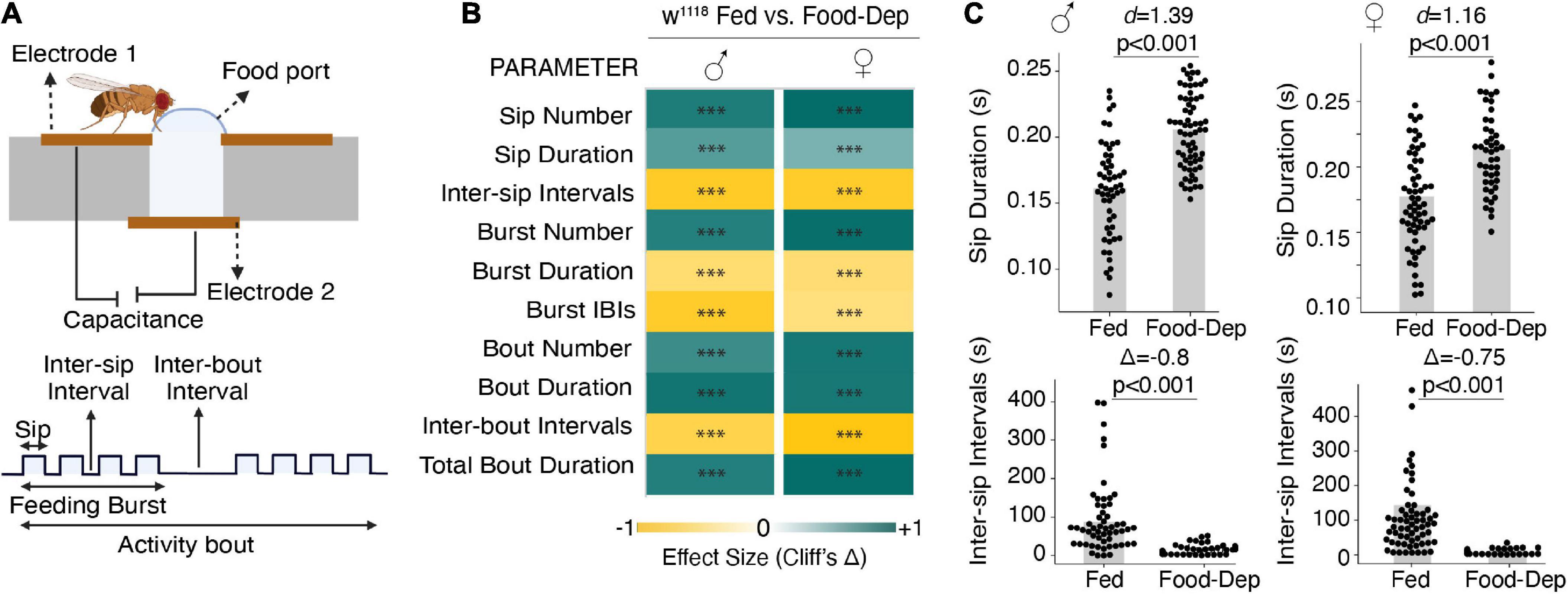 Serotonergic control of feeding microstructure in Drosophila